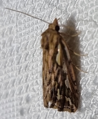 Meyrickella torquesauria