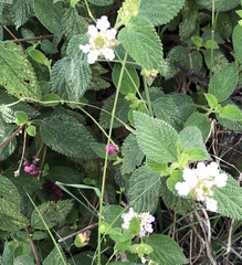 Lantana achyranthifolia
