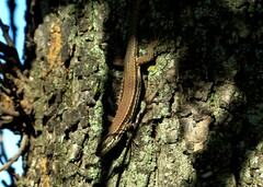 Podarcis muralis