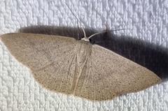Cyclophora obstataria