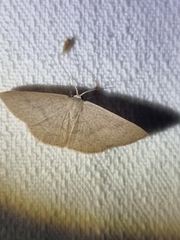 Cyclophora obstataria