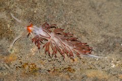 Cratena pawarshindeorum