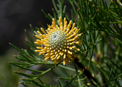 Isopogon anethifolius
