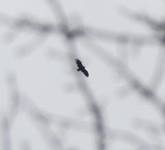 Aegypius monachus