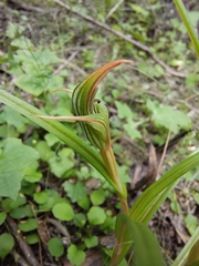 Pterostylis irsoniana