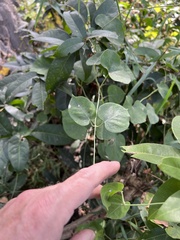 Mucuna pruriens