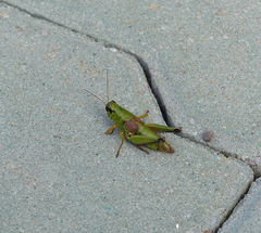 Parapodisma setouchiensis