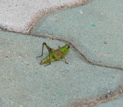 Parapodisma setouchiensis