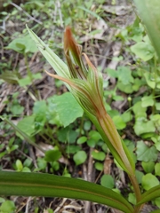 Pterostylis irsoniana
