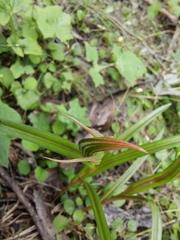 Pterostylis irsoniana