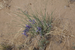 Iris tenuifolia