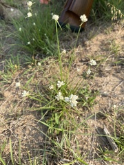 Cyperus niveus leucocephalus
