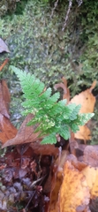 Dryopteris dilatata