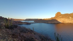 Stenocereus thurberi