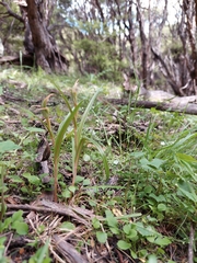 Pterostylis irsoniana
