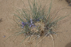Iris tenuifolia