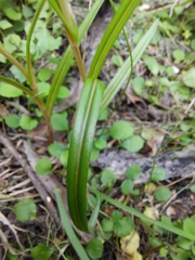 Pterostylis irsoniana