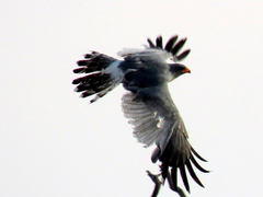 Melierax canorus argentior