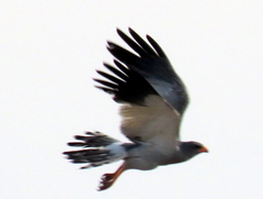 Melierax canorus argentior