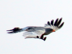 Melierax canorus argentior