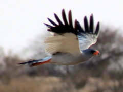 Melierax canorus argentior