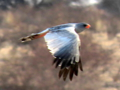 Melierax canorus argentior