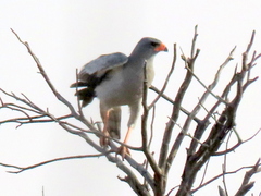 Melierax canorus argentior