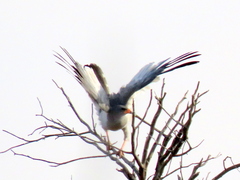 Melierax canorus argentior