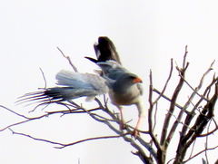 Melierax canorus argentior