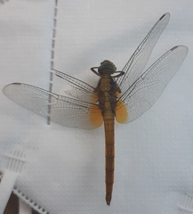 Orthetrum testaceum