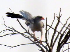 Melierax canorus argentior