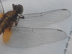 Orthetrum testaceum