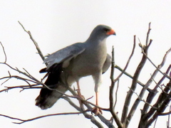 Melierax canorus argentior