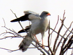 Melierax canorus argentior