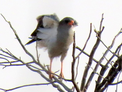 Melierax canorus argentior