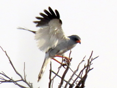 Melierax canorus argentior