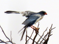 Melierax canorus argentior