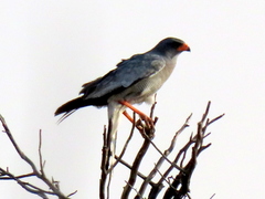 Melierax canorus argentior