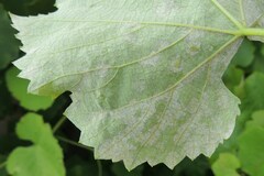 Plasmopara viticola