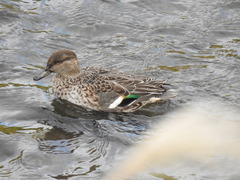 Anas crecca crecca