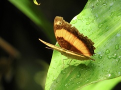 Yoma sabina