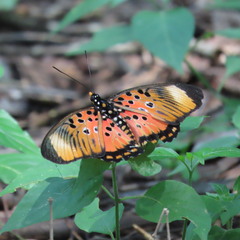 Pseudacraea boisduvalii