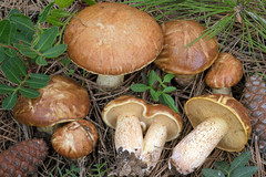 Suillus mediterraneensis