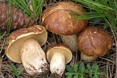 Suillus mediterraneensis