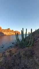 Stenocereus thurberi