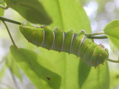 Rothschildia cinctus