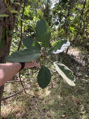 Ficus lutea