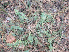 Oxytropis strobilacea