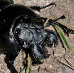 Lethrus apterus
