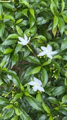 Tabernaemontana divaricata